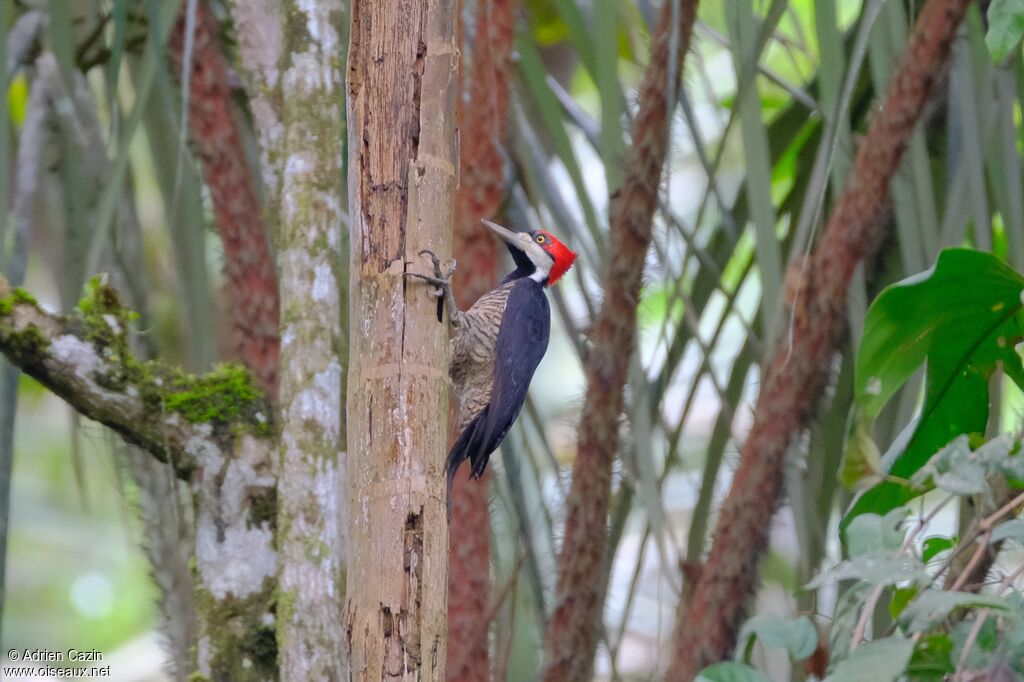 Crimson-crested Woodpecker female adult
