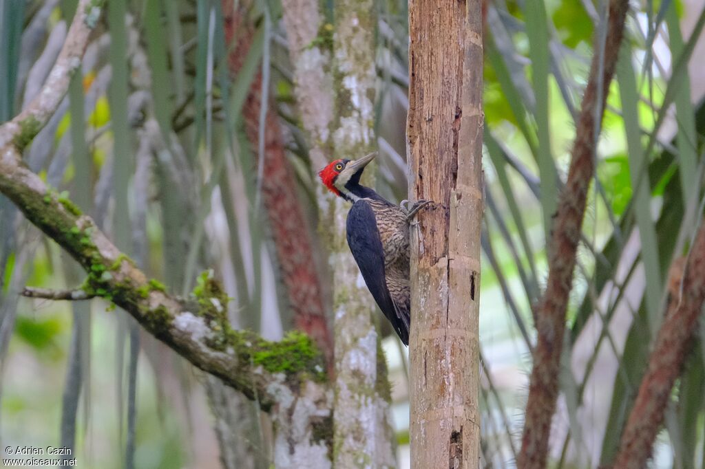 Crimson-crested Woodpecker female adult