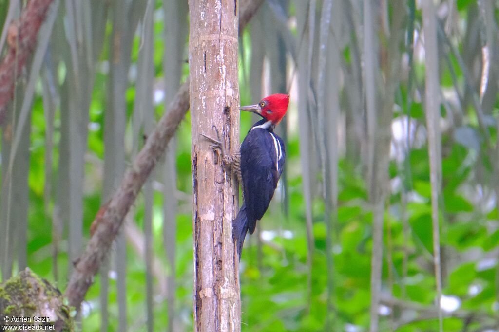 Crimson-crested Woodpecker male adult