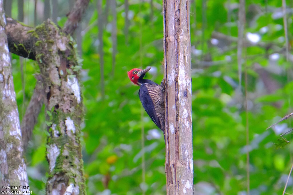 Crimson-crested Woodpecker male adult