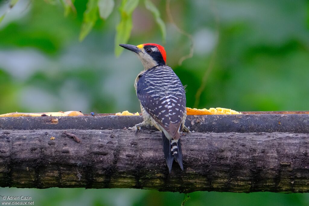 Black-cheeked Woodpecker male adult, identification