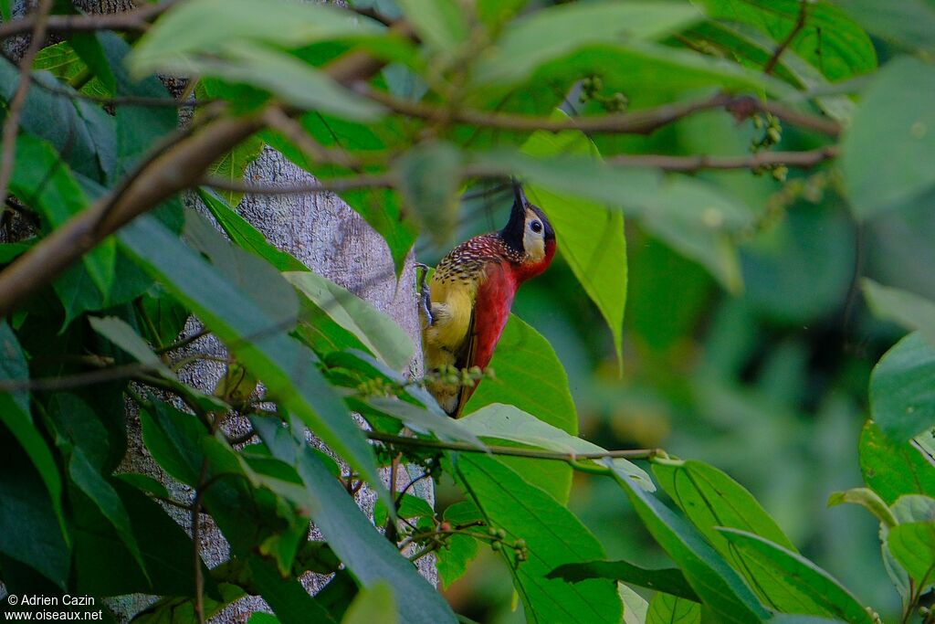 Crimson-mantled Woodpecker female adult