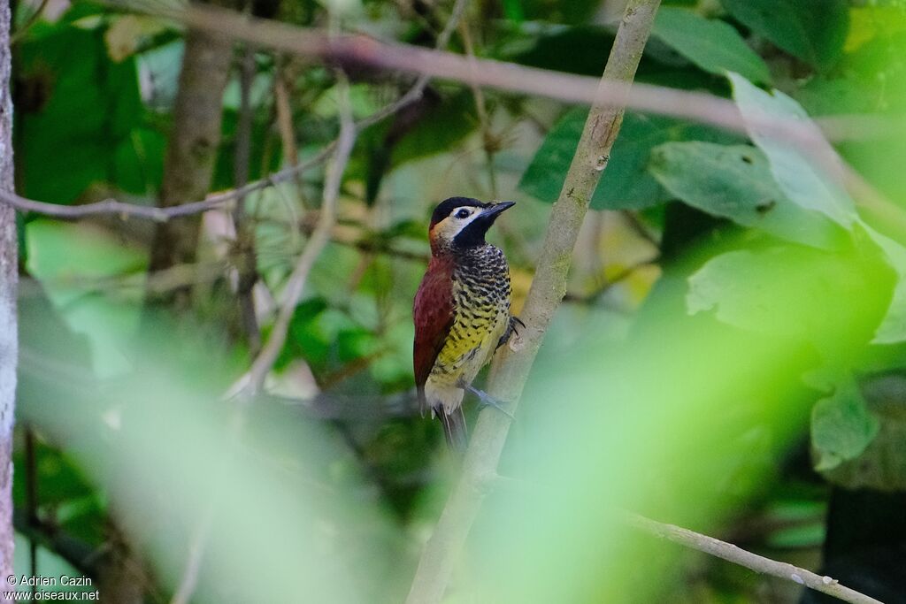 Crimson-mantled Woodpecker female adult
