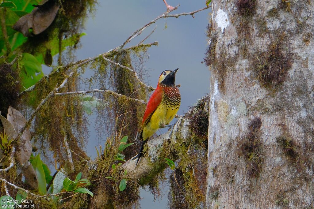 Crimson-mantled Woodpecker female adult, identification