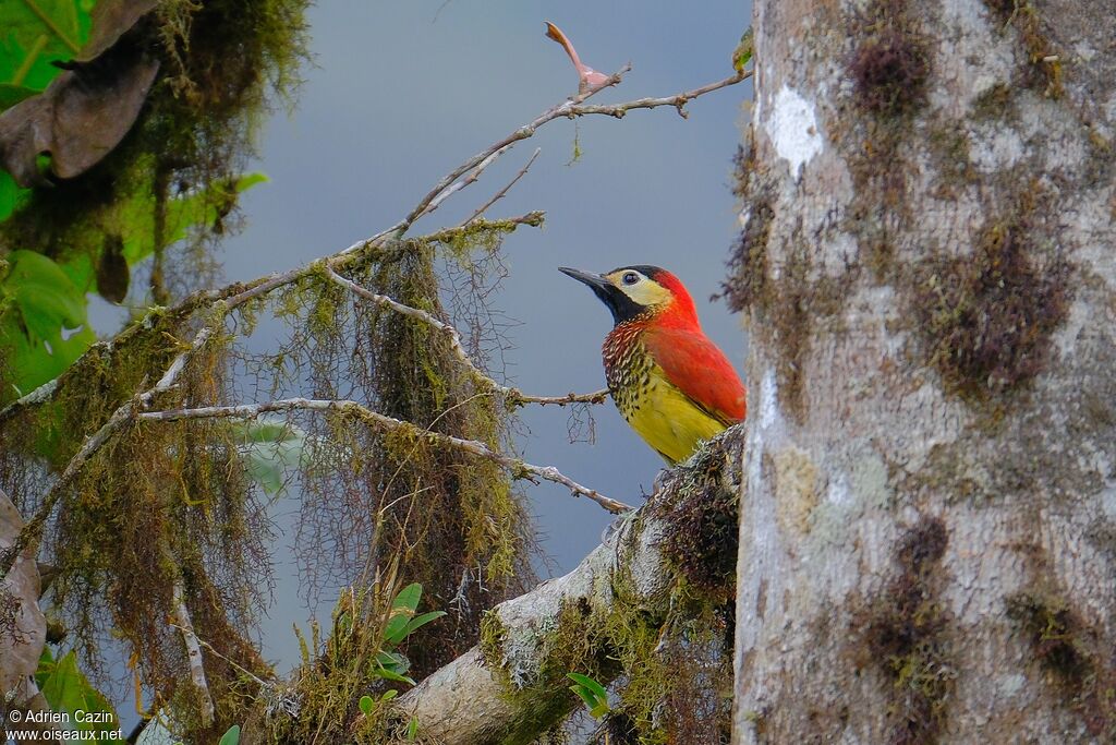Crimson-mantled Woodpecker female adult