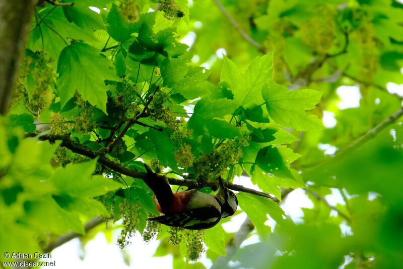 Great Spotted Woodpecker male adult