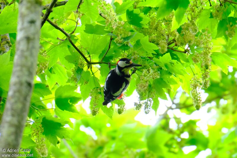 Great Spotted Woodpecker male adult