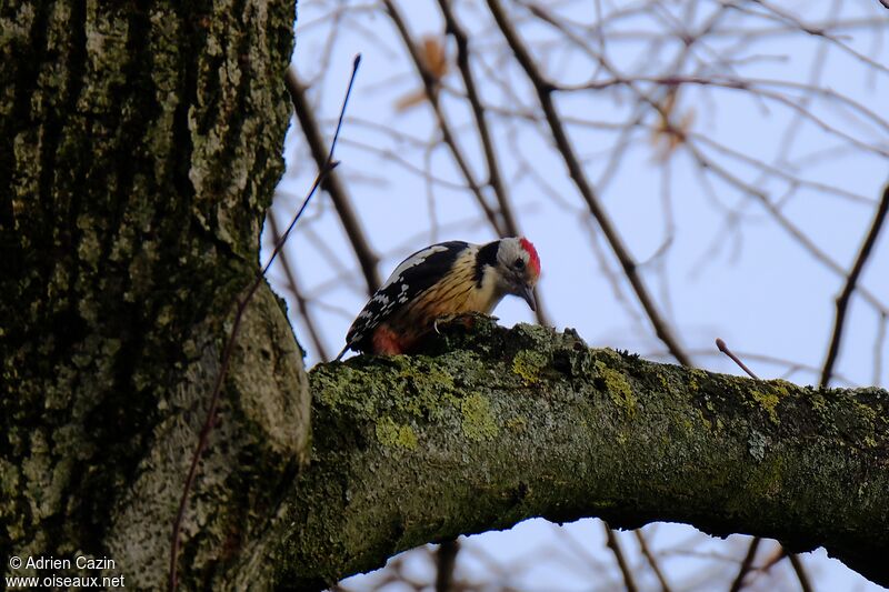 Middle Spotted Woodpeckeradult