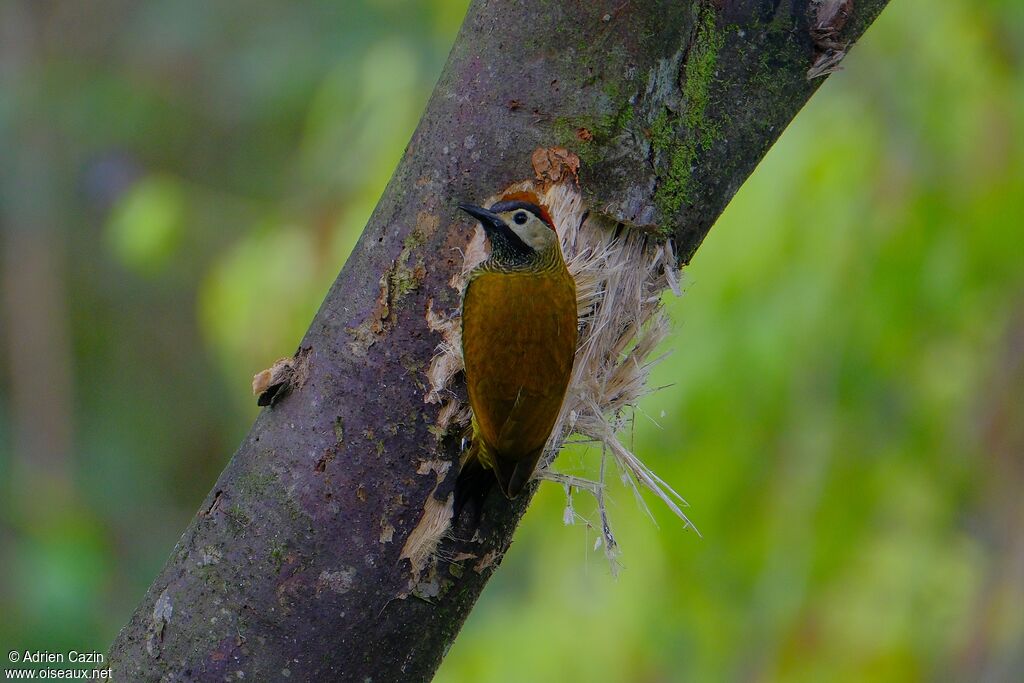 Golden-olive Woodpecker female adult
