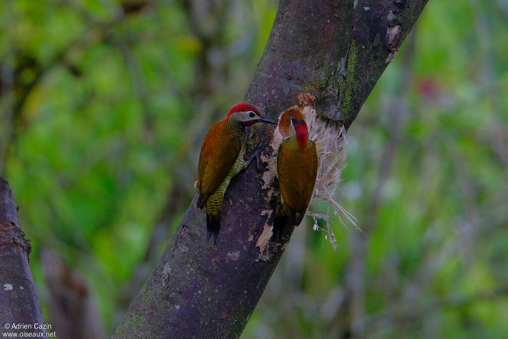 Golden-olive Woodpeckeradult