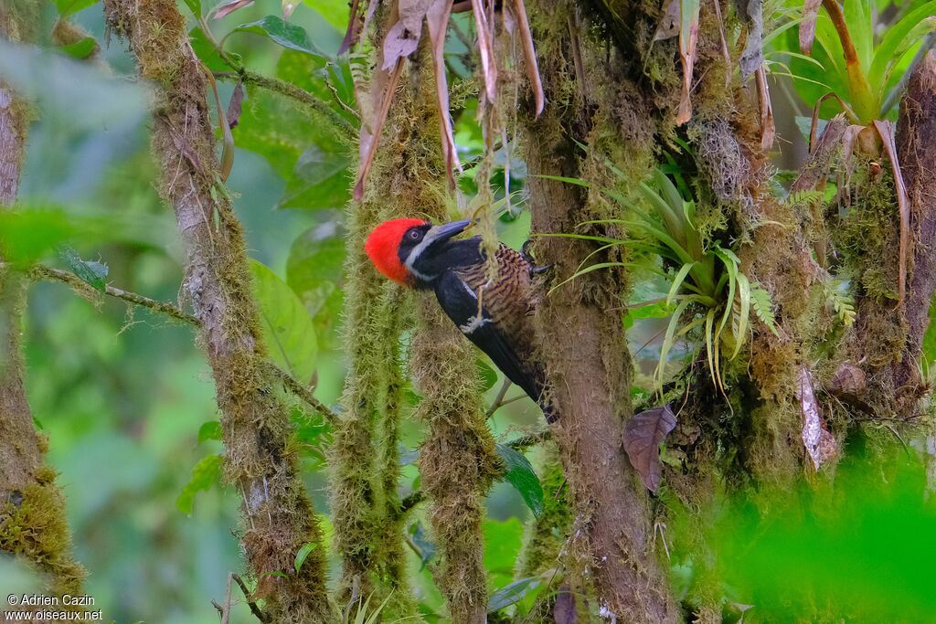 Powerful Woodpecker male adult, identification