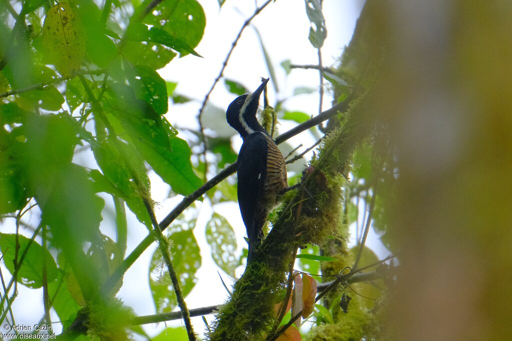 Powerful Woodpecker female adult