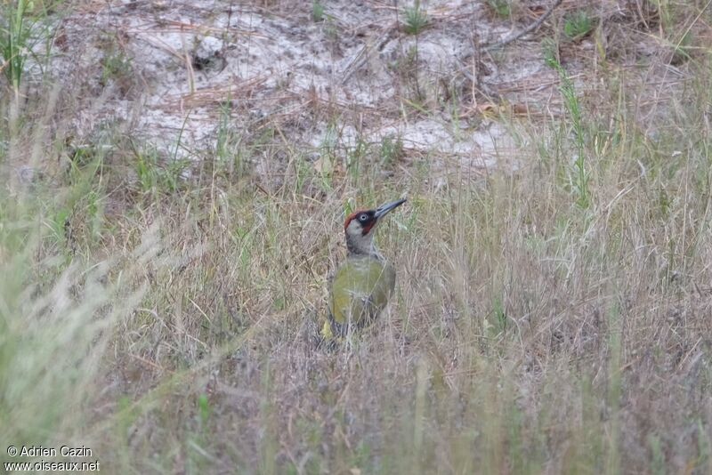 European Green Woodpecker