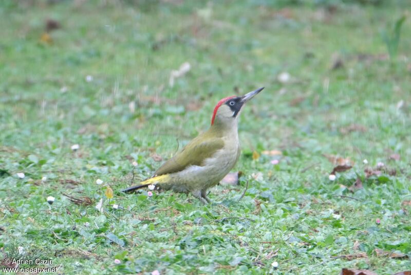 European Green Woodpecker