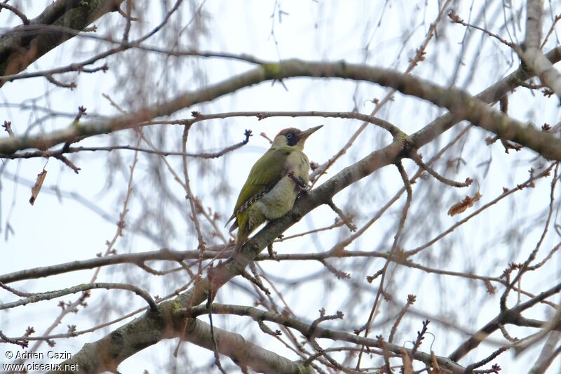 European Green Woodpecker female adult