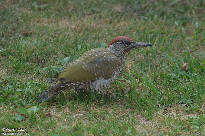 Pic vert mâle juvénile, identification