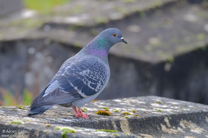 Rock Doveadult, identification