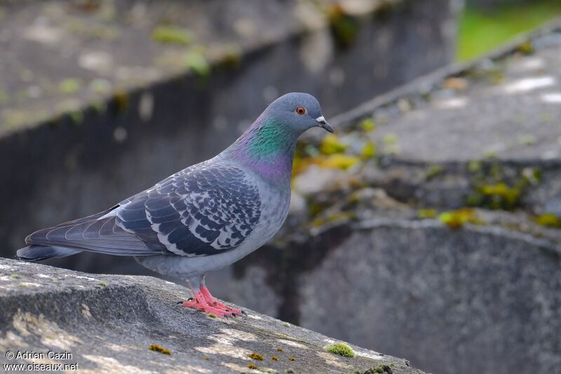 Pigeon bisetadulte, identification