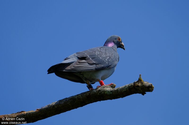 Pigeon bisetadulte