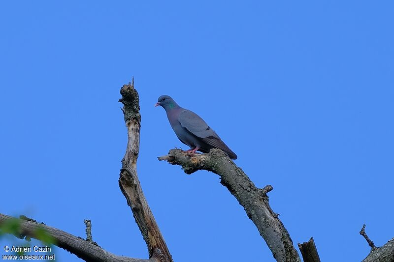 Pigeon colombinadulte