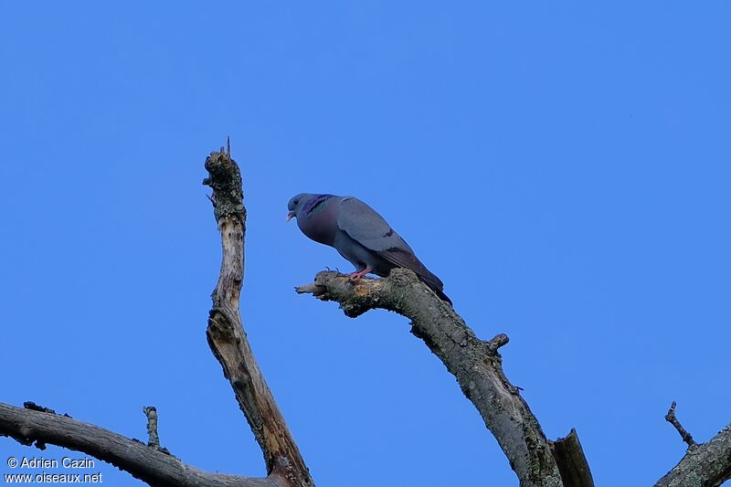 Pigeon colombinadulte, chant