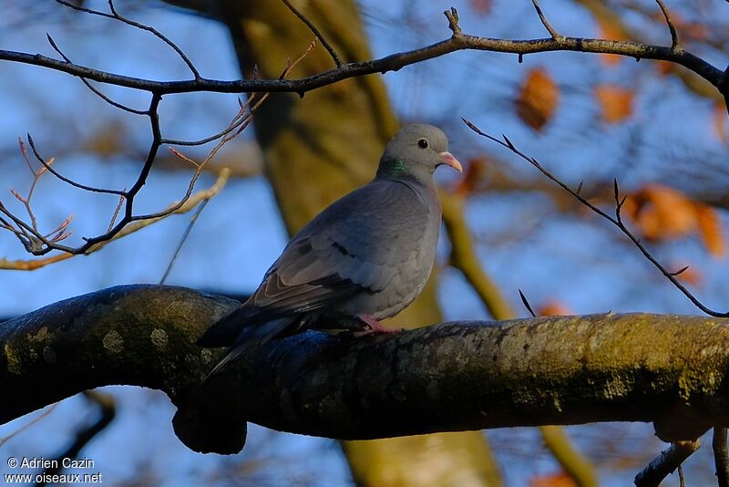 Pigeon colombinadulte, identification