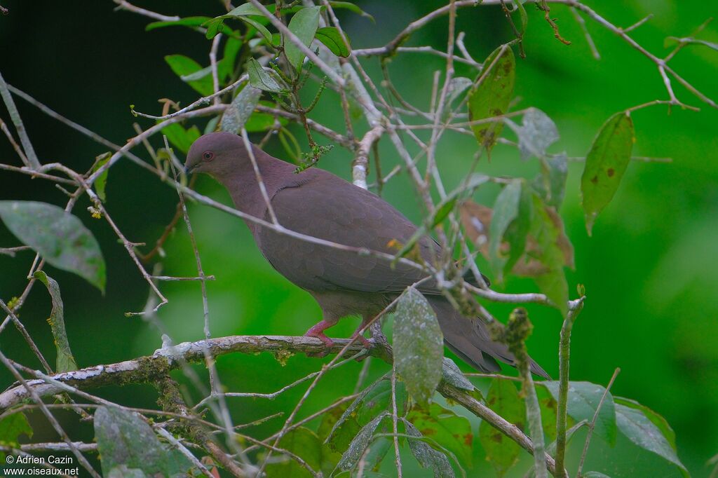 Ruddy Pigeonadult