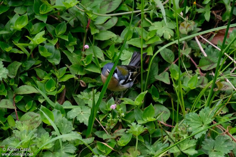 Azores Chaffinch male adult