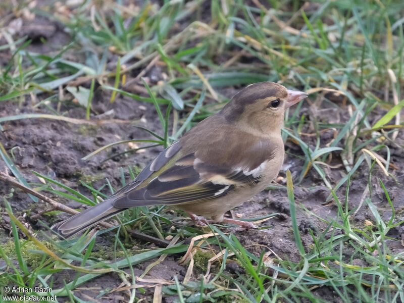 Eurasian Chaffinch female