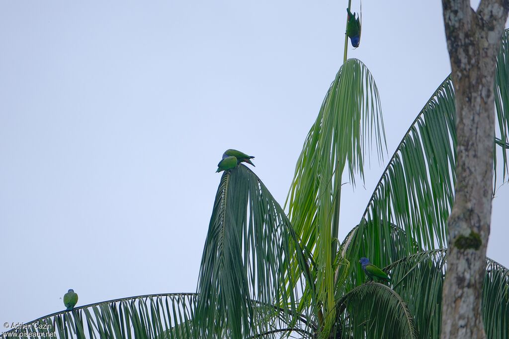 Blue-headed Parrot