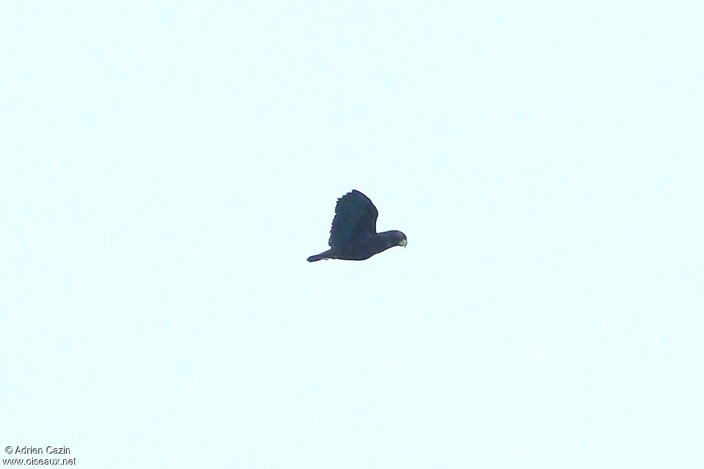 Bronze-winged Parrot