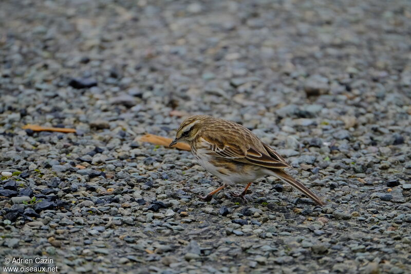 New Zealand Pipitadult