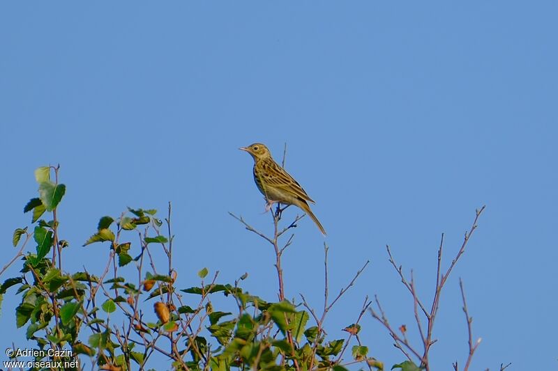 Tree Pipitadult