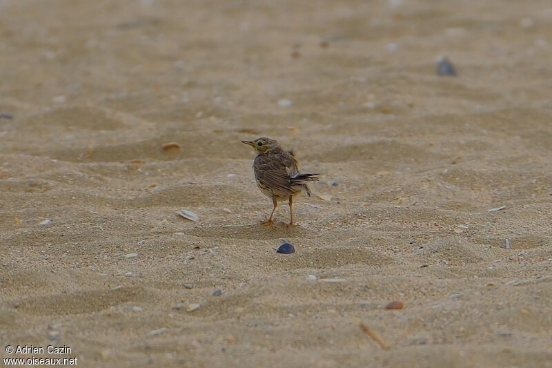 Pipit farlouse