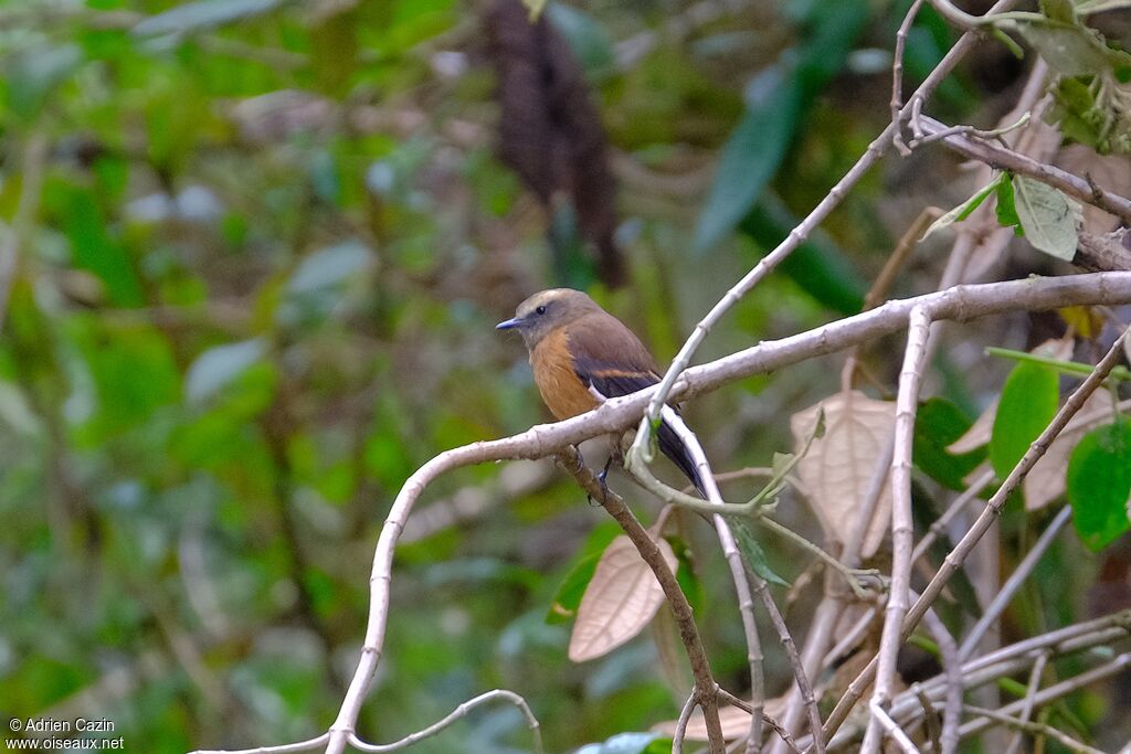 Brown-backed Chat-Tyrantadult