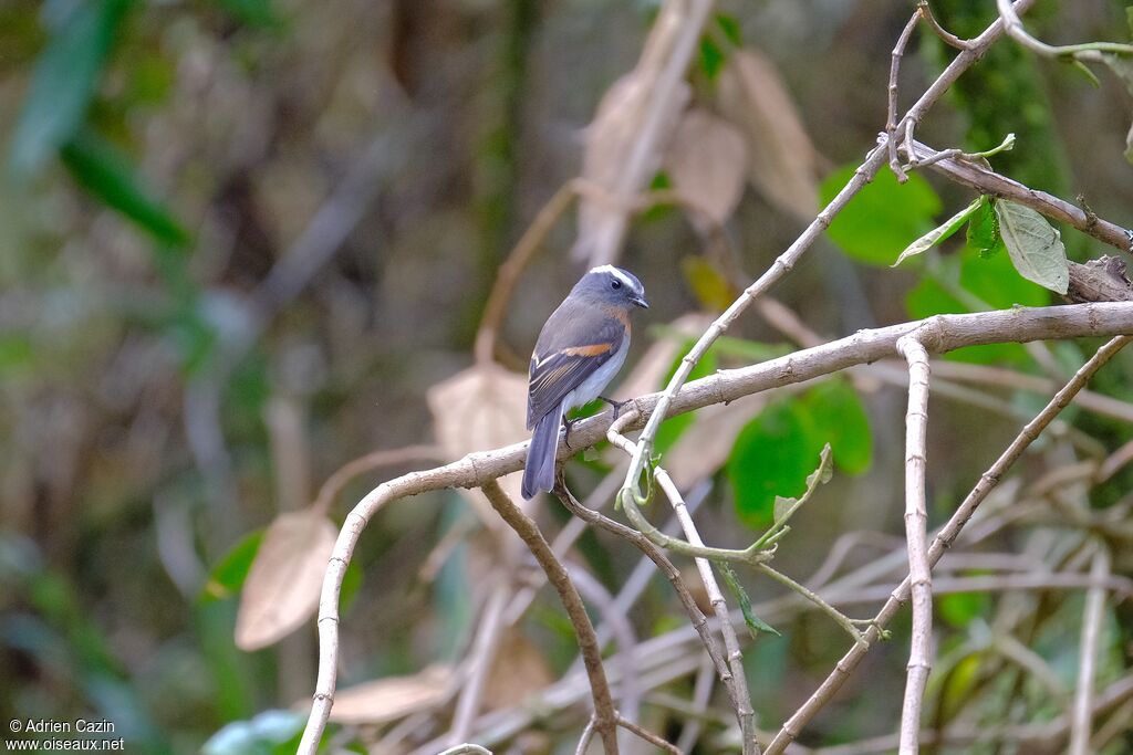 Rufous-breasted Chat-Tyrantadult