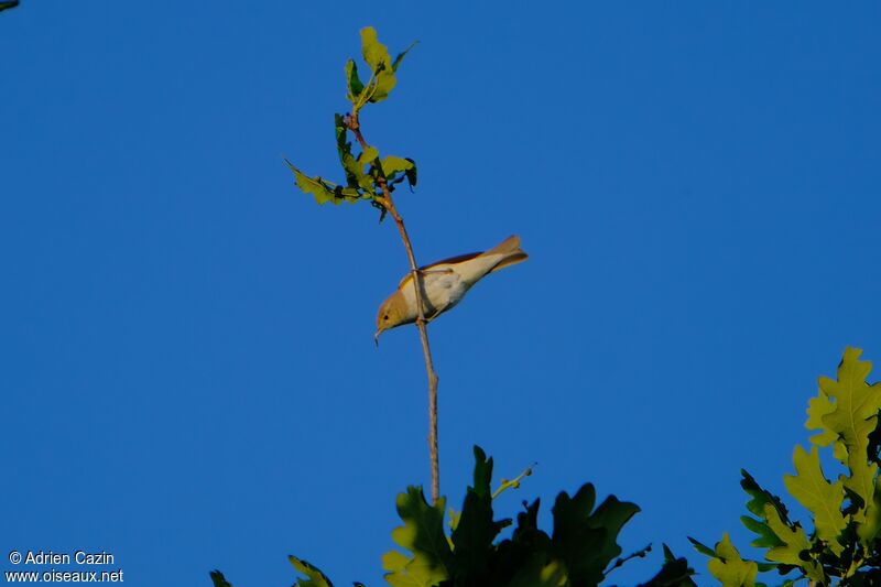 Western Bonelli's Warbleradult