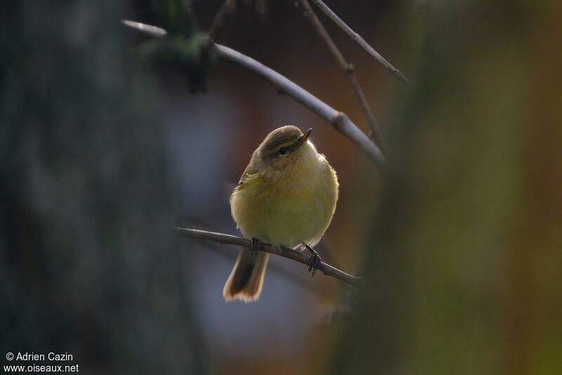 Common Chiffchaffadult, identification