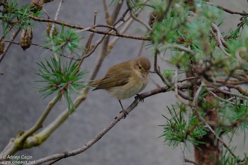 Pouillot véloceadulte, identification