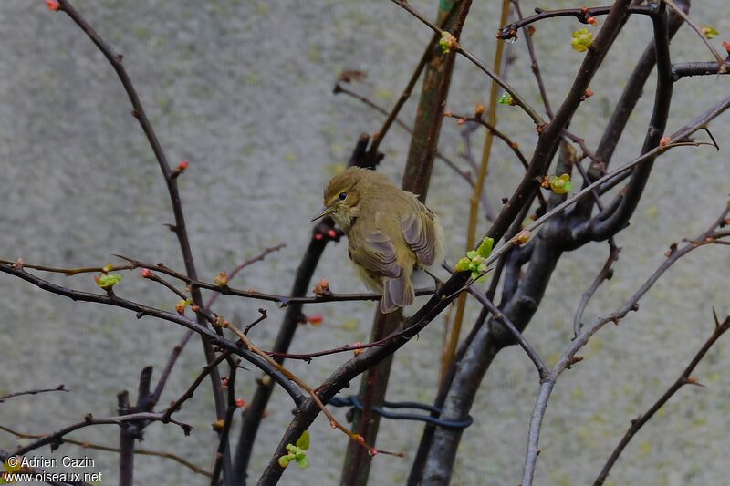 Common Chiffchaffadult, identification