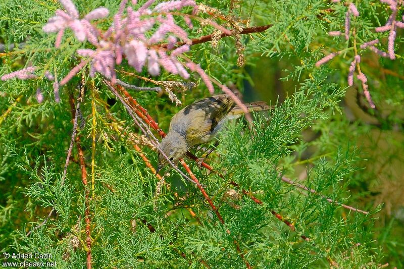 Common Chiffchaffadult transition