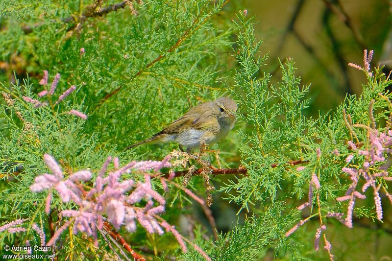 Common Chiffchaffadult transition