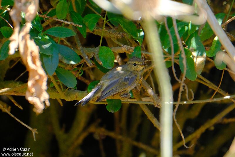 Common Chiffchaffadult transition