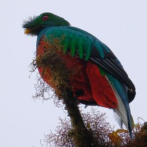 Quetzal antisien