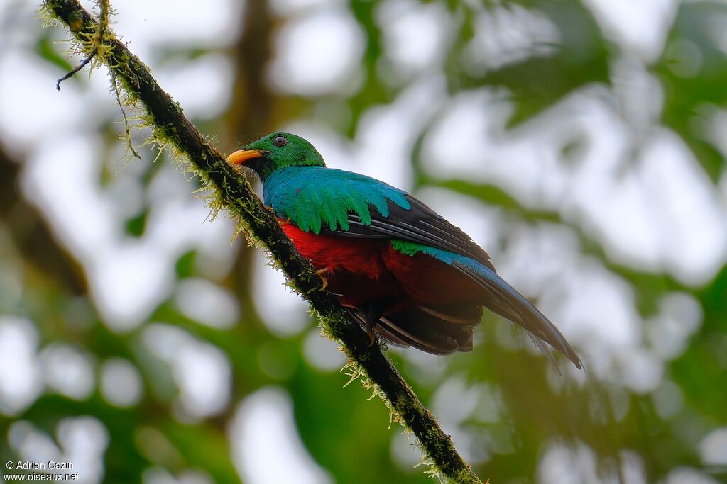 Golden-headed Quetzal male adult, identification