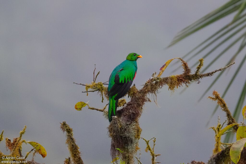 Golden-headed Quetzal male adult