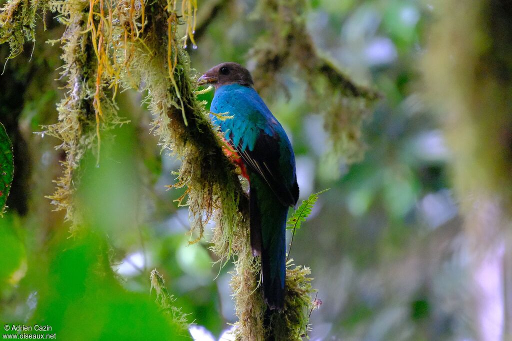 Golden-headed Quetzal female adult