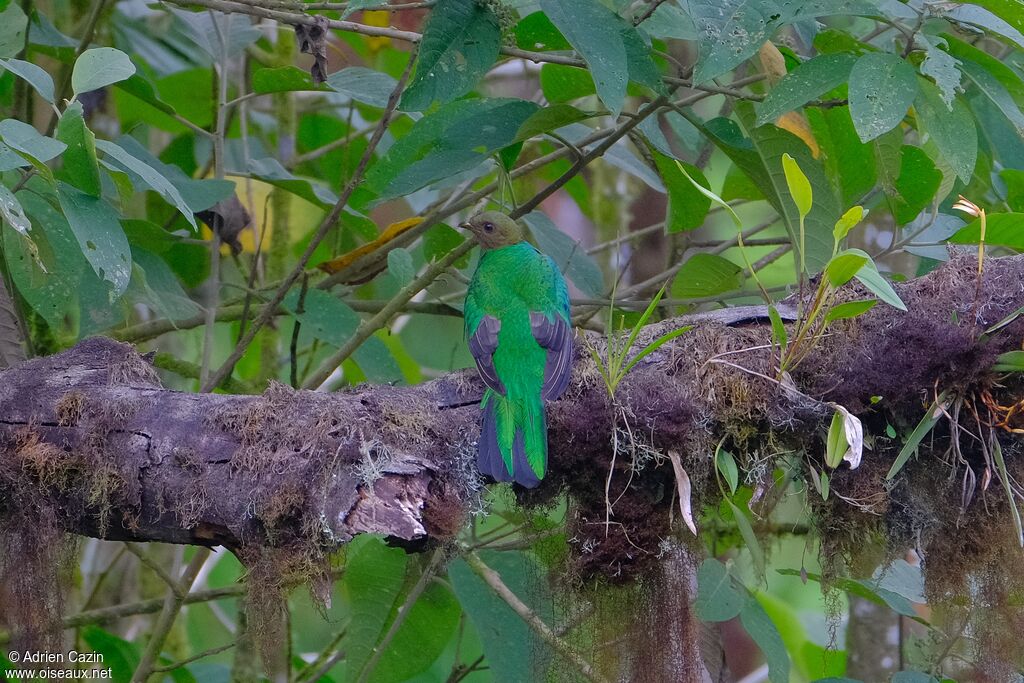 Golden-headed Quetzal female adult