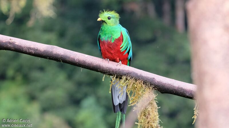 Quetzal resplendissant mâle adulte, identification