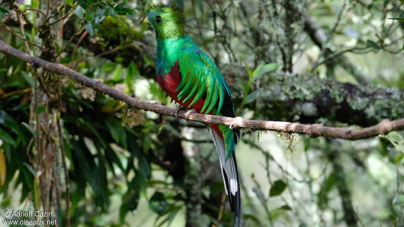 Resplendent Quetzal male adult, identification